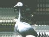 Blue Crane (Anthropoides paradisea)