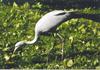 Blue Crane (Anthropoides paradisea)