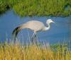 Blue Crane (Anthropoides paradisea)