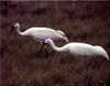 Whooping Cranes (Grus americana)