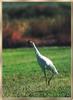 Whooping Crane (Grus americana)