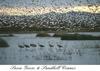 Sandhill Crane group (Grus canadensis)