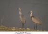 Sandhill Crane pair (Grus canadensis)