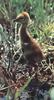 Sandhill Crane chick (Grus canadensis)