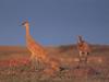 Sandhill Crane family (Grus canadensis)