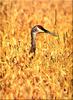 Sandhill Crane (Grus canadensis)