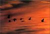 Sandhill Crane flock in flight (Grus canadensis)