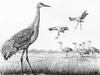 Sandhill Crane (Grus canadensis)