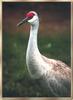 Sandhill Crane (Grus canadensis)