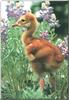 Sandhill Crane chick (Grus canadensis)