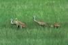 Sandhill Crane family (Grus canadensis)