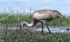 Sandhill Crane (Grus canadensis)