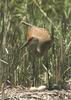 Sandhill Crane (Grus canadensis)