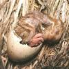 Sandhill Crane chick (Grus canadensis)