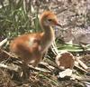 Sandhill Crane chick (Grus canadensis)