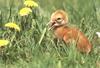 Sandhill Crane chick (Grus canadensis)