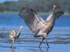 Sandhill Crane chick (Grus canadensis)