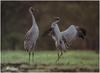 Brolga (Grus rubicunda)