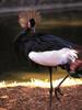 Black Crowned-crane (Balearica pavonina)