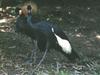 Black Crowned-crane pair (Balearica pavonina)