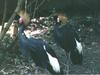 Black Crowned-crane pair (Balearica pavonina)