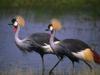 Grey Crowned-crane (Balearica regulorum)