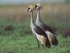 Grey Crowned-crane pair (Balearica regulorum)