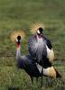 Grey Crowned-crane pair (Balearica regulorum)