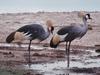 Grey Crowned-crane pair (Balearica regulorum)