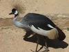 Grey Crowned-crane (Balearica regulorum)