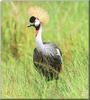 Grey Crowned-crane (Balearica regulorum)