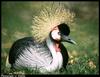 Grey Crowned-crane (Balearica regulorum)