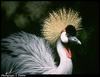 Grey Crowned-crane (Balearica regulorum)