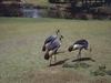 Grey Crowned-crane group (Balearica regulorum)