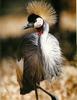 Grey Crowned-crane (Balearica regulorum)