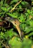 Limpkin (Aramus guarauna)