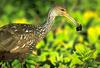 Limpkin (Aramus guarauna)