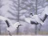 Red-crowned Crane (Grus japonensis)