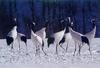 Red-crowned Crane (Grus japonensis)