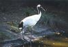 Red-crowned Crane (Grus japonensis)