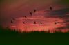 Red-crowned Crane (Grus japonensis)