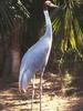 Sarus Crane (Grus antigone)