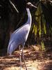 Sarus Crane (Grus antigone)