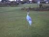 Sarus Crane (Grus antigone)