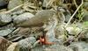 African Finfoot (Podica senegalensis)