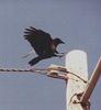 Crow (Corvidae)