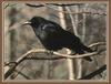 American Crow (Corvus brachyrhynchos)