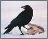 American Crow (Corvus brachyrhynchos)