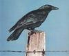 American Crow (Corvus brachyrhynchos)