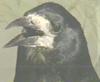 Rook (Corvus frugilegus)